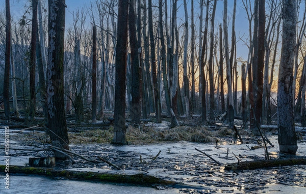 Obraz forest in winter