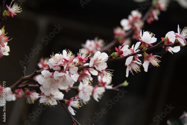 Fototapeta Blooming apricot tree branch in early spring
