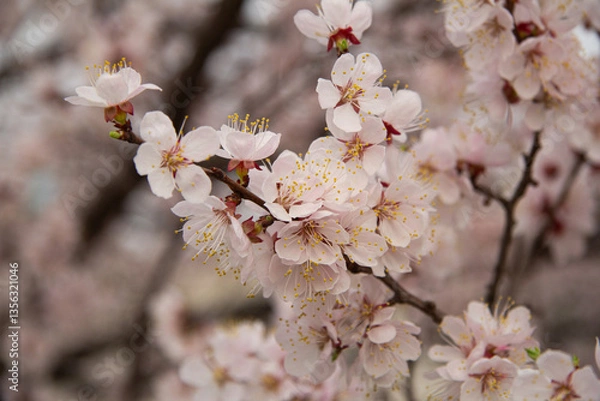 Fototapeta Delicate Apricot Blossoms on a Spring Branch