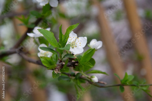 Fototapeta Flowering plum branch against the background of nature