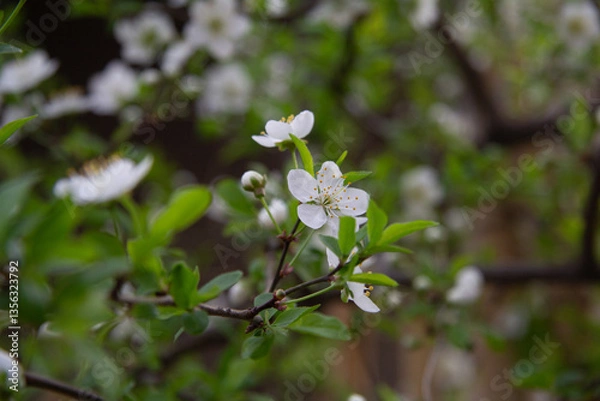 Fototapeta Fruitful branch of plum tree in blossom on soft bokeh background