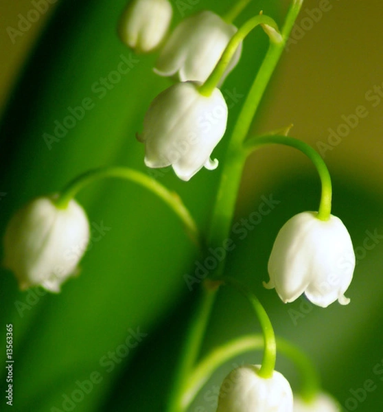 Obraz Muguet