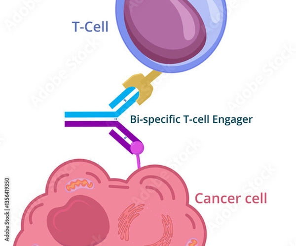 Obraz Bi-specific t-cell engager conceptual illustration. Bi-specific monoclonal antibody immunotherapy against cancer 