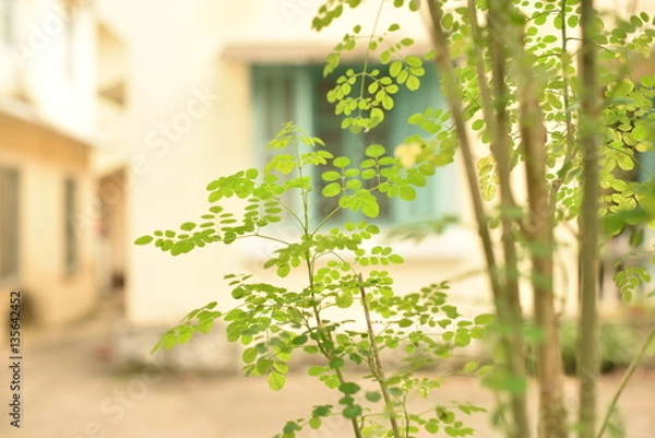 Obraz A simple beautiful corner