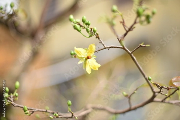 Obraz Apricot blossom