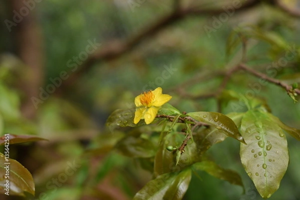 Obraz Apricot blossom