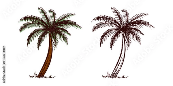 Fototapeta Hand-drawn tropical palm tree set in color and monochrome in vintage engraved style