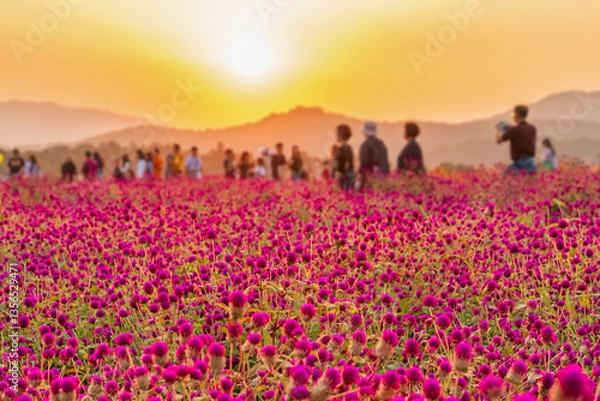 Fototapeta 천일홍 활짝핀 경기도 양주시 나리공원 