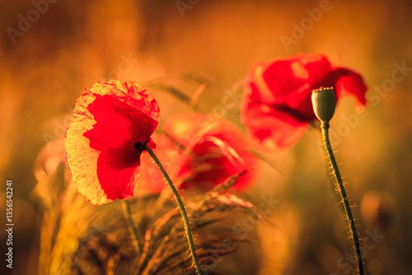 Fototapeta Piękne czerwone maki na polu 