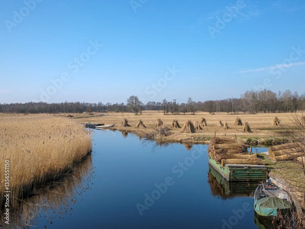 Obraz Reed harvest, Nature reserve Weerribben-De Wieden, Overijssel province, The Netherlands