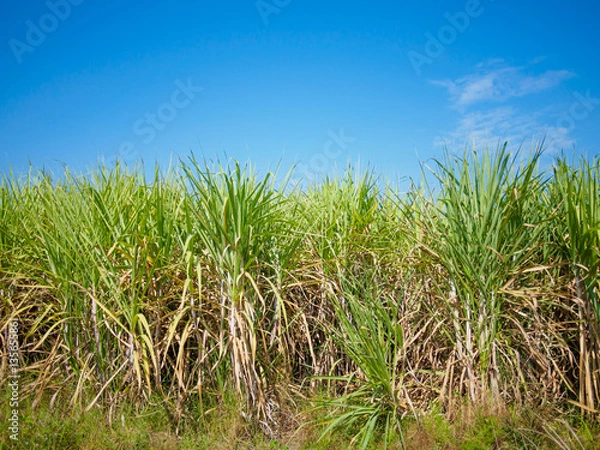 Fototapeta sugarcane field with blue sky background
