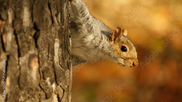 Obraz grey squirrel uk
