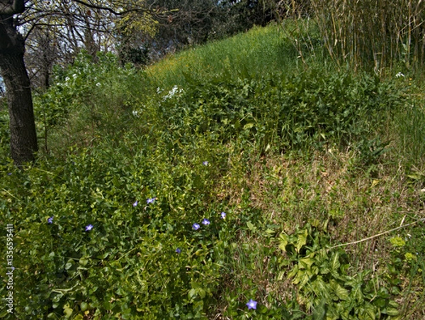 Obraz Erbe e fiori selvatici in primavera