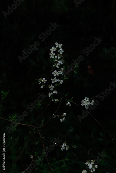 Obraz Photos of the first spring flowers after weeks of rain
