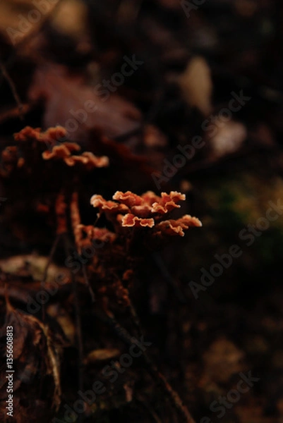 Obraz photos of some small forest mushrooms