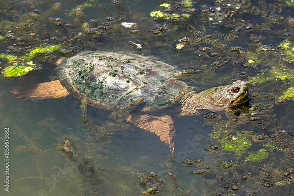 Obraz Each picture captures a moment