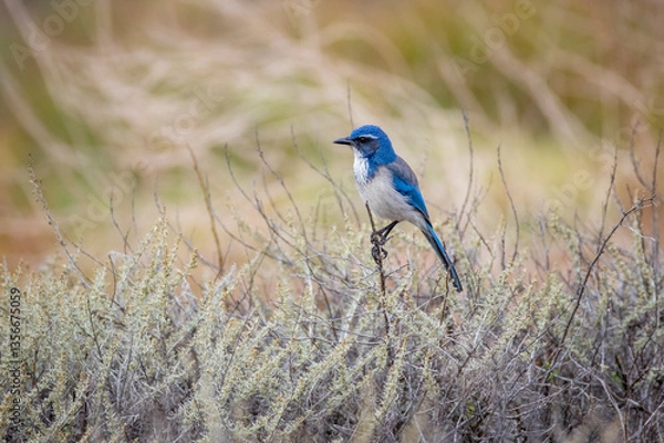 Obraz Each picture captures a moment