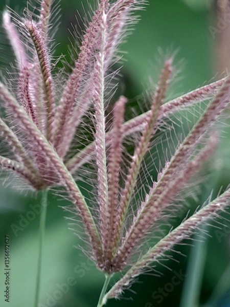 Obraz cactus close up