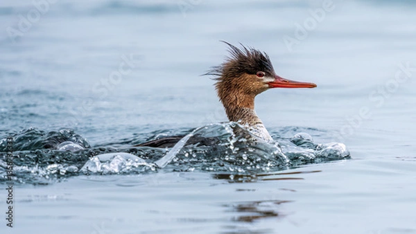 Fototapeta Merganser swimming