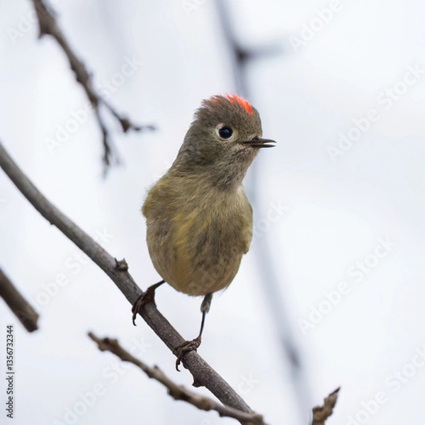 Fototapeta Ruby crowned kinglet