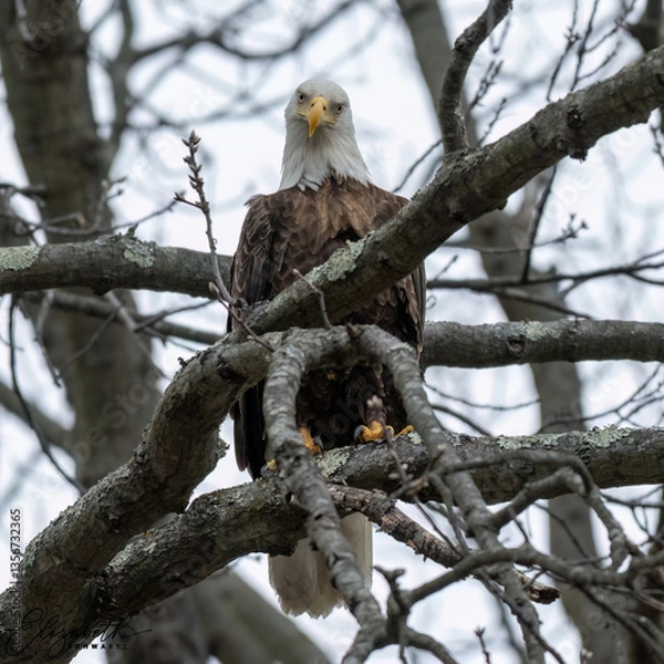 Fototapeta american bald eagle