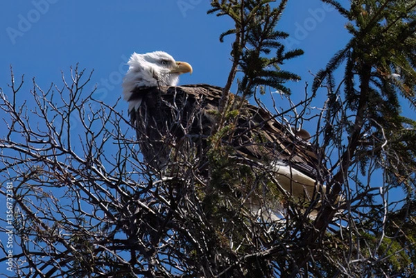 Fototapeta american bald eagle