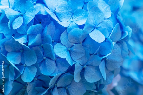 Obraz Blue Hydrangea background. Hortensia flowers surface.