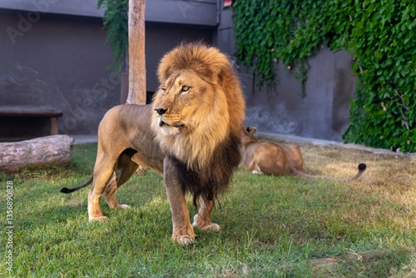 Obraz African Lion