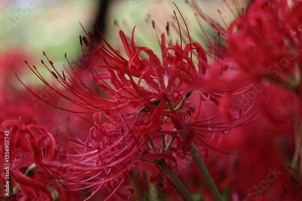 Fototapeta 彼岸花