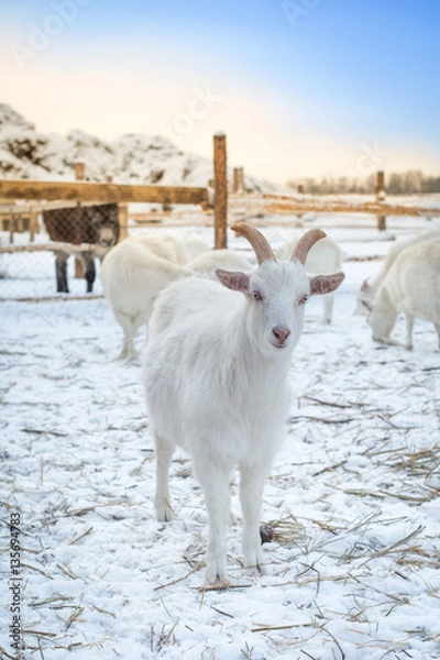 Fototapeta Pretty young goat on a farm in the early morning, looks in the frame