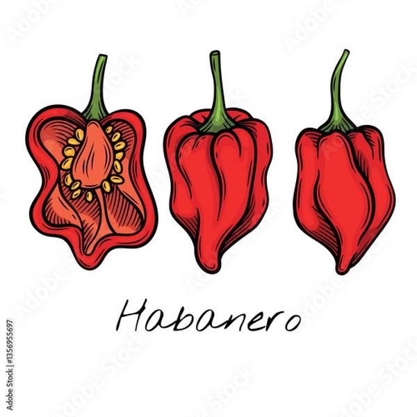 Fototapeta Colorful  vector illustration of whole and sliced habanero peppers, highlighting their wrinkled texture and seeds. Ideal for food packaging, restaurant menus, and spicy ingredient brand