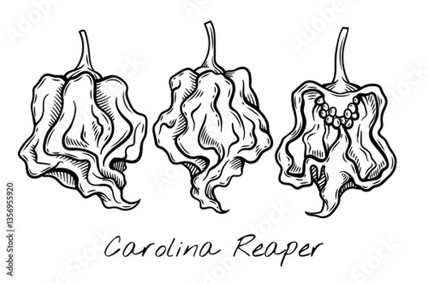 Fototapeta Hand-drawn black and white vector illustration of Carolina Reaper peppers, showcasing their unique wrinkled texture and shape. Perfect for food packaging, restaurant menus, and spicy product branding.