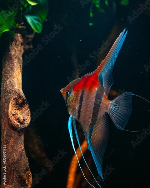 Obraz Manacapuru Angelfish