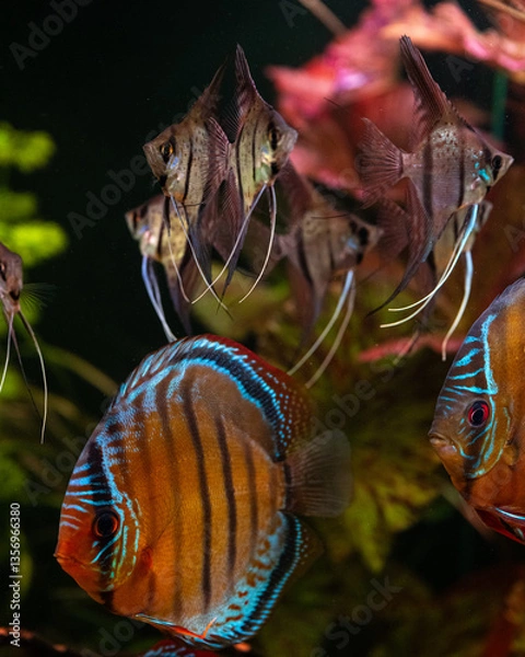 Obraz Rio Nanay Angelfish