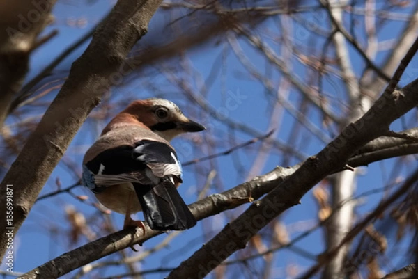 Fototapeta Eichelhäher im Baum 