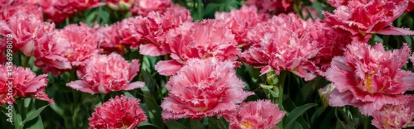 Fototapeta Pink tulips field, abstract floral background, wide panoramic landscape. Spring flowers festival in the garden for your horizontal banner or web header in spring season.