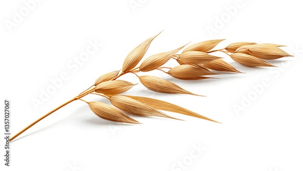 Obraz oats