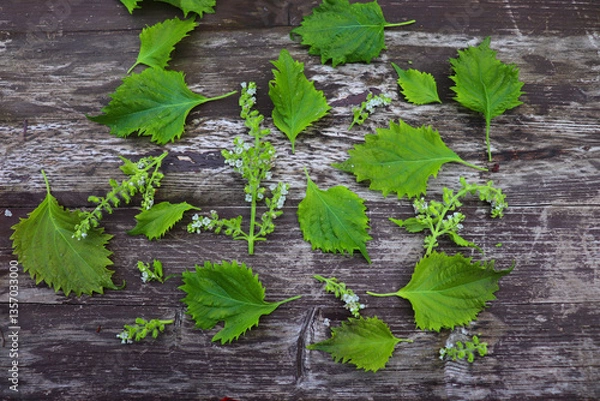Obraz Wild Asian herb called perilla frutescens on a wooden table. It is used in Chinese medicine.