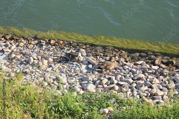 Obraz Утки на берегу горного озера летним днем.