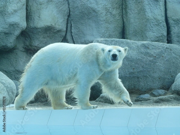 Obraz ours polaire 5