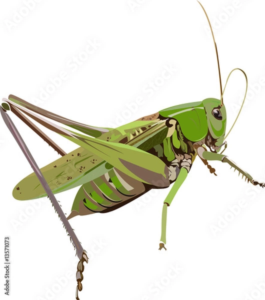 Obraz grasshopper