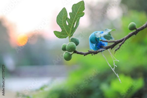 Fototapeta Close-Up of Fresh Green Figs,Called White Israel, Growing on a Tree Branch at Sunset