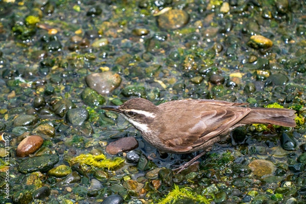Obraz A White-throated Tapaculo (Scelorchilus albicollis) forages on a rocky shore near Puente de la Isla Aucar, Chile, surrounded by algae-covered stones and shallow water.