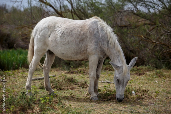 Obraz White Camargue horses roam freely in the Camargue Nature Reserve, Provence, France. Galloping through shallow water, surrounded by wild wetlands, they embody freedom and the region’s untamed beauty.