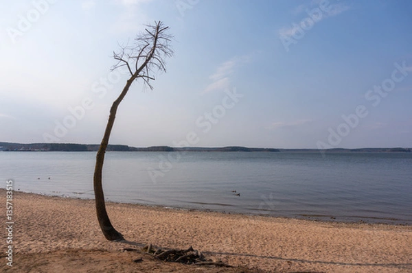 Obraz single tree on the banks of a lake. Belarus.