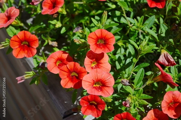 Fototapeta Hanging planters of Calibrachoa, or Million Bells or Trailing Petunia. They are herbaceous plants with a woody shoot axis that grows annual or perennial.