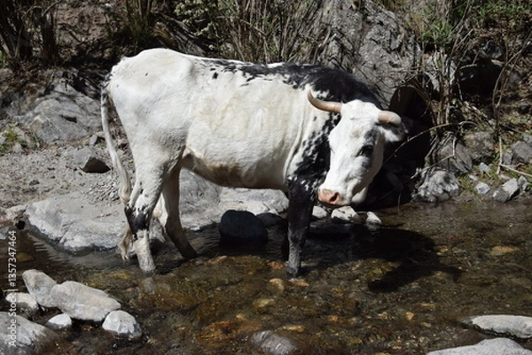 Obraz Vaca en una granja