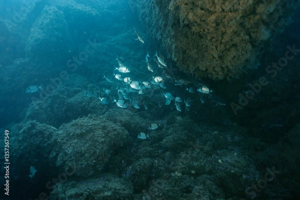 Obraz Common Two-Banded Seabream Diplodus vulgaris undersea. Mediterranean sea, Benidorm, Spain
