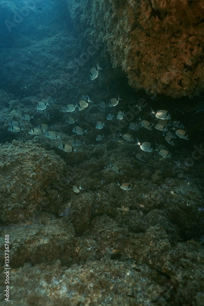 Obraz Fish school of Common Two-Banded Seabream Diplodus vulgaris on underwater coral reef in ocean