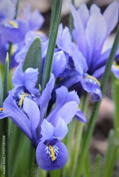 Obraz Irises. Purple iris buds on green grass background. Beautiful natural background. Spring flowers close-up. Delicate bud. Petals. Bright landscape. Awakening of nature. Primroses. Macro